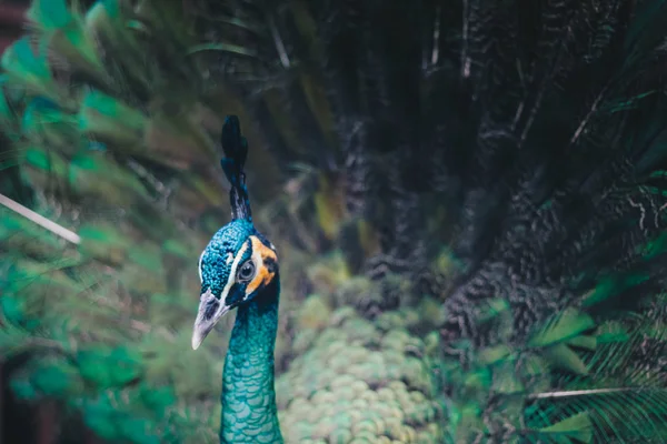 Close Beautiful Peacock Spreading Feathers — Stock Photo, Image