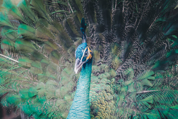 Close up of beautiful peacock with spreading feathers
