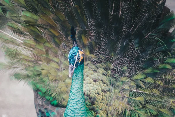 Close Beautiful Peacock Spreading Feathers — Stock Photo, Image