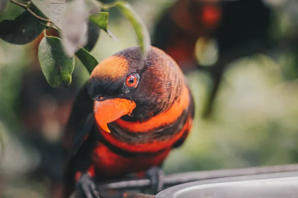 Close Dusky Lories Pseudeos Fuscata Veya Bantlı Lories Veya Nuri — Stok fotoğraf