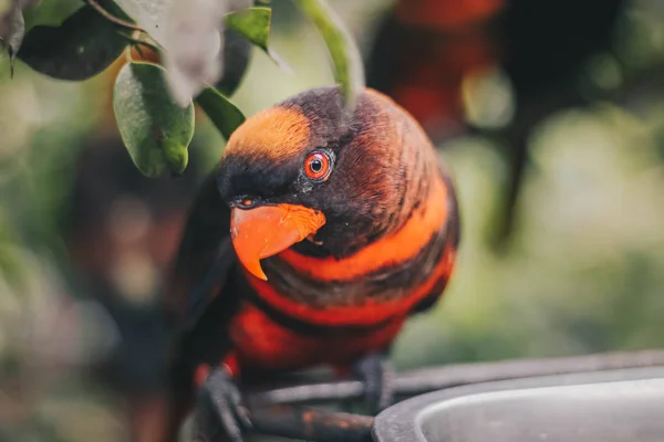 Close Dusky Lories Pseudeos Fuscata Banded Lories Nuri Kelam Orange — Stock Photo, Image