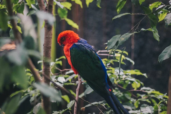 Colored Tropical Parrot Perching Branch Nature — Stock Photo, Image