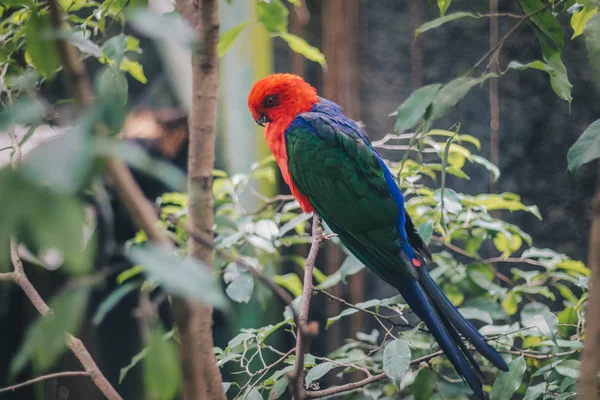 Χρωματιστό Τροπικό Παπαγάλο Κλαδί Στη Φύση — Φωτογραφία Αρχείου