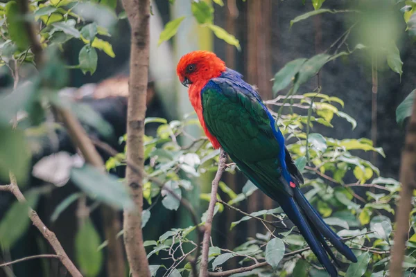 Χρωματιστό Τροπικό Παπαγάλο Κλαδί Στη Φύση — Φωτογραφία Αρχείου