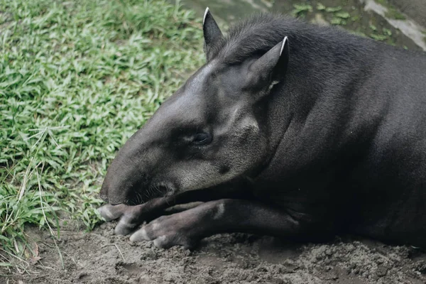 Южноамериканский Тапир Tapirus Terrestris Известный Бразильский Тапир Редкое Животное Неволе — стоковое фото
