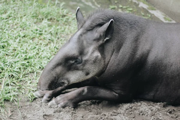 Южноамериканский Тапир Tapirus Terrestris Известный Бразильский Тапир Редкое Животное Неволе — стоковое фото