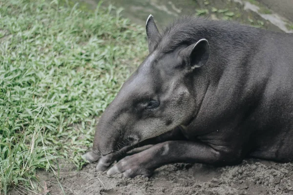 Südamerikanischer Tapir Tapirus Terrestris Auch Als Brasilianischer Tapir Bekannt Seltenes — Stockfoto
