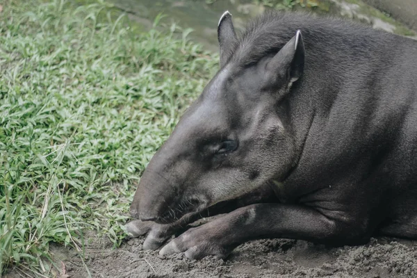 Южноамериканский Тапир Tapirus Terrestris Известный Бразильский Тапир Редкое Животное Неволе — стоковое фото