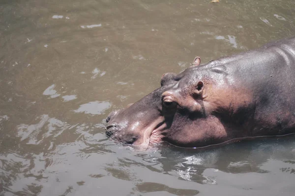 Hippopotamus Vattnet Afrikansk Flodhäst Hippopotamus Amphibius Capensis Djur Vatten — Stockfoto