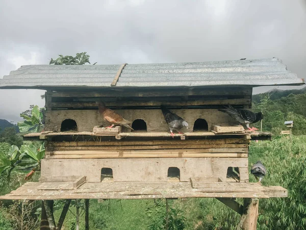 Pájaros Sentados Casa Aves Campo — Foto de Stock