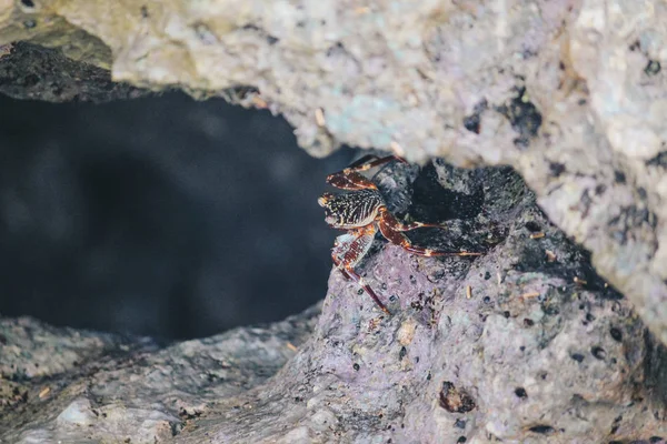 栖息在海岸岩石上的螃蟹特写 — 图库照片