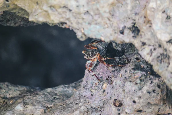 Gros Plan Crabe Perché Sur Roche Côtière — Photo