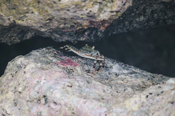 Closeup Crab Perching Coastal Rock — Stock Photo, Image