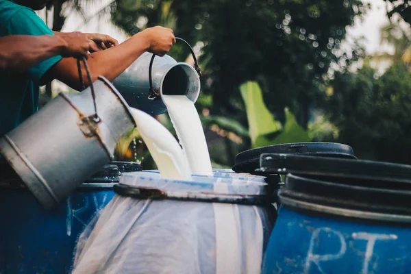 Çiftçi endüstriye veya pazara satmak için süt çiftliğinden konteynıra çiğ süt döküyor