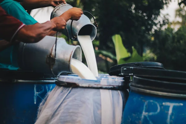 Çiftçi endüstriye veya pazara satmak için süt çiftliğinden konteynıra çiğ süt döküyor
