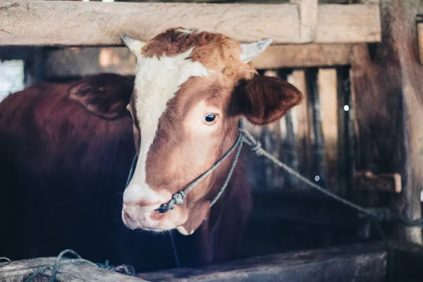 Simmental (bos toros) geleneksel çiftlikte sığır snout, Boyolali, Endonezya. Geleneksel hayvancılık konsepti