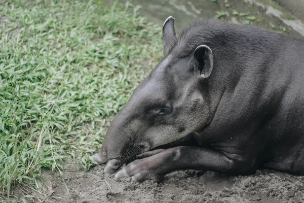 South American tapir (Tapirus terrestris), also known as the Brazilian tapir. Rare animal in captivity — Stock Image South American Tapir Tapirus Terrestris Also Known Brazilian Tapir Rare Stock Image