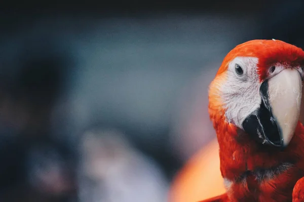 Close Red Parrot Macaw Head — Stock Photo, Image