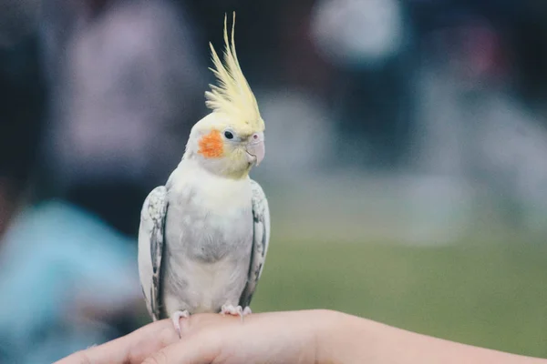 Güzel papağan perisi insan elinde tüneme