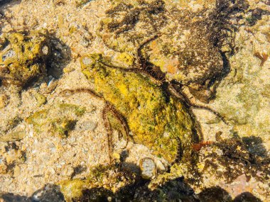 deniz dibi ve sualtı yaşamı görünümü