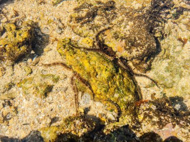 deniz dibi ve sualtı yaşamı görünümü