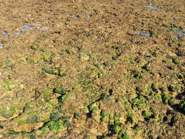 Sahilde gelgit geri çekiliyor. yosunlu taşlar, mercan ve deniz yosunu deniz suyu çekilir zaman görünür. Güneşli bir günde doku mercan plaj. yaz aylarında bir plajda arka plan deseni ve mercan deseni