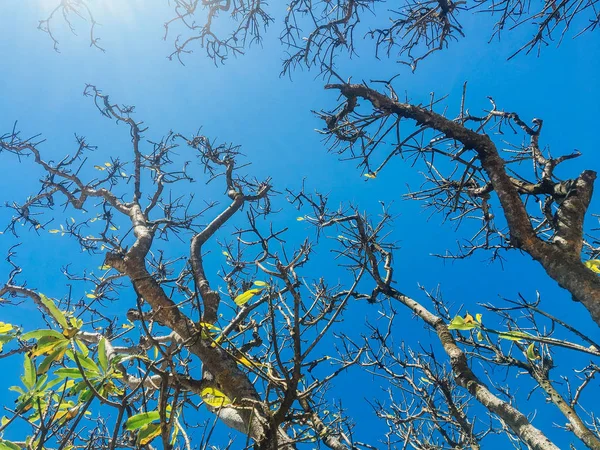 青空の背景と太陽の光と晴れた日にビーチでいくつかの緑の葉と美しい枝の木 — ストック写真