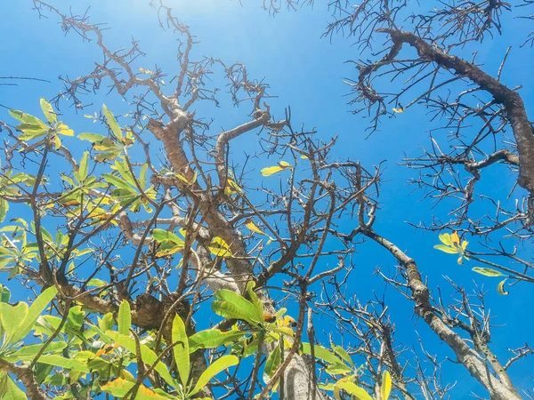 Hermosas Ramas Árboles Con Algunas Hojas Verdes Playa Día Soleado — Foto de Stock