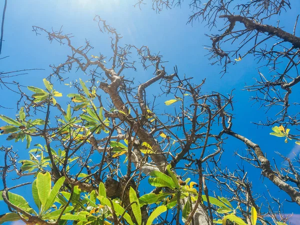 青空の背景と太陽の光と晴れた日にビーチでいくつかの緑の葉と美しい枝の木 — ストック写真