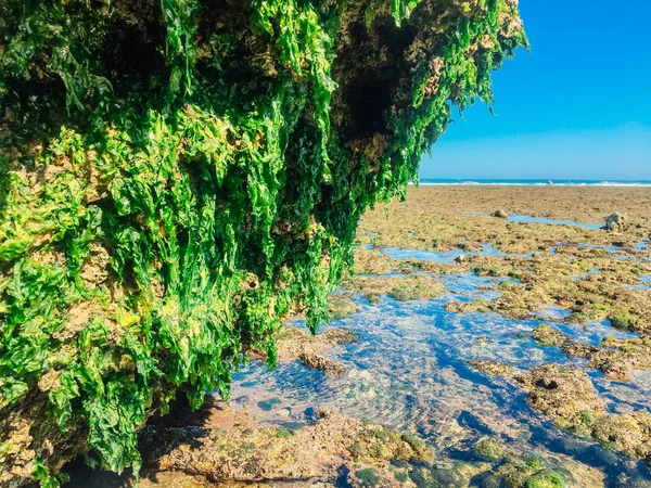 Algas Verdes Aderem Rocha Coral Maré Baixa Praia — Fotografia de Stock