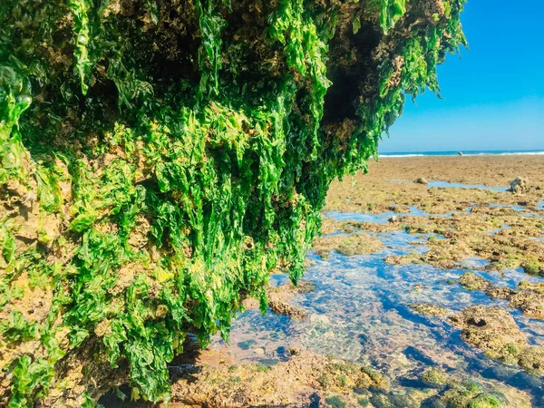 Algas Verdes Aderem Rocha Coral Maré Baixa Praia — Fotografia de Stock