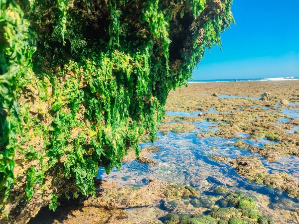 Algas Verdes Aderem Rocha Coral Maré Baixa Praia — Fotografia de Stock