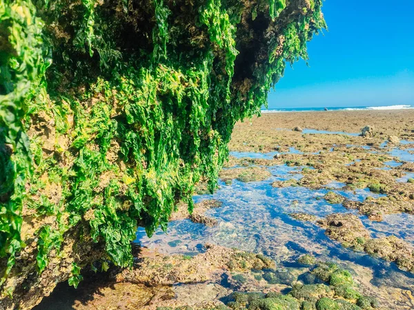 Zöld Hínár Ragaszkodik Korall Rock Alacsony Dagály Strandon — Stock Fotó