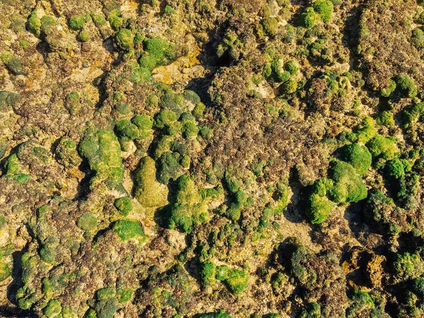 Receding tide on the beach. mossy stones, coral, and seaweed appear when the sea water recedes. Texture coral beach in sunny day. background pattern and coral pattern on a beach in summer