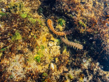 deniz dibi ve sualtı yaşamı görünümü