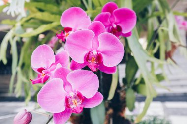 Orkide yakın veya Pembe Phalaenopsis veya Kartpostal güzellik ve tarım fikir kavramı tasarımı için Güve dendrobium Orkide çiçek. Phalaenopsis orkide