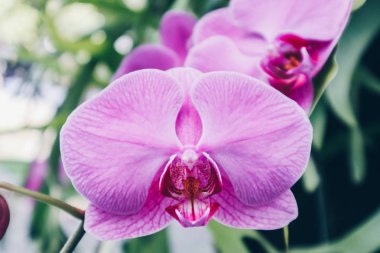 Orkide yakın veya Pembe Phalaenopsis veya Kartpostal güzellik ve tarım fikir kavramı tasarımı için Güve dendrobium Orkide çiçek. Phalaenopsis orkide