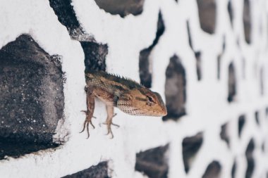 Bronchocela Jubata veya Maned Forest Kertenkele veya Bunglon Surai veya Bunglon veya Londok beyaz tuğla gizlemek. Endonezya'dan yerel kertenkele
