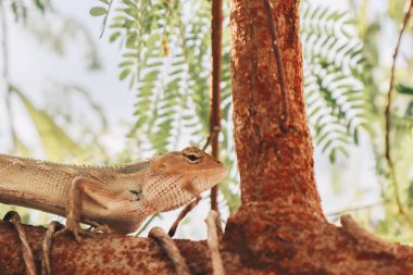 Bronchocela Jubata veya Maned Forest Kertenkele veya Bunglon Surai veya Bunglon veya Londok ağaç dalı üzerinde tüneme