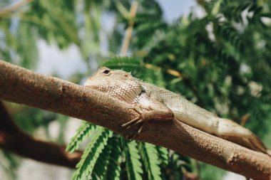 Bronchocela Jubata veya Maned Forest Kertenkele veya Bunglon Surai veya Bunglon veya Londok ağaç dalı üzerinde tüneme