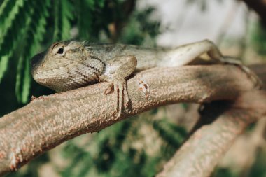 Bronchocela Jubata veya Maned Forest Kertenkele veya Bunglon Surai veya Bunglon veya Londok ağaç dalı üzerinde tüneme