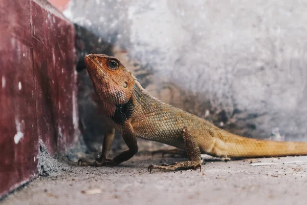 Bronchocela Jubata veya Maned Forest Kertenkelesi veya Bunglon Surai veya Bunglon veya Londok kızıl saçlı ve kahverengi vücutlu. Endonezya 'dan yerel kertenkele