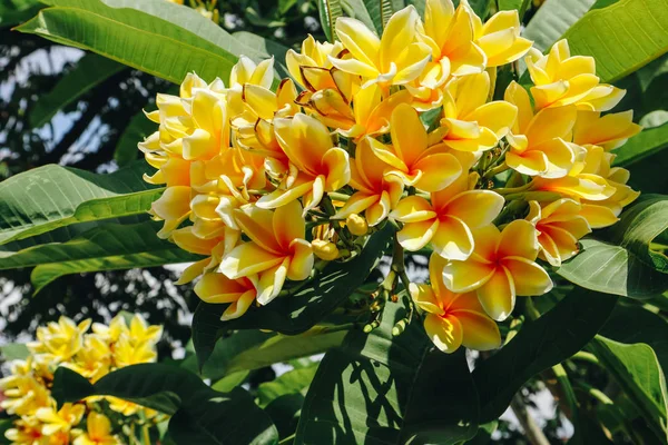 Sarı frangipani çiçekleri veya Plumeria Ağacın içinde kapatın. Yeşil yaprak arka plan üzerinde sarı frangipani çiçek Amazing. Spa ve terapi çiçek, Frangipani, Plumeria, Tapınak Ağacı, Mezarlık Ağacı için