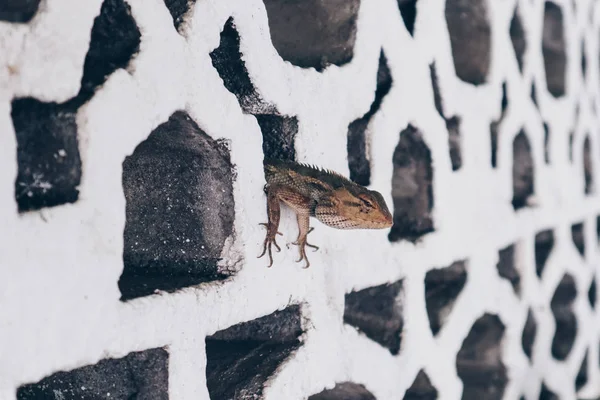 브론초셀라 주바타 도마뱀 벙글론 수라이 벙글론 론독은 벽돌에 숨깁니다 인도네시아에서 — 스톡 사진