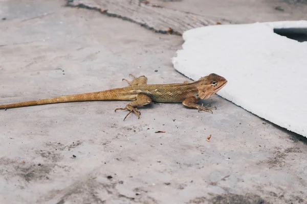 Bronchocela Jubata 또는마 도마뱀 Maned Forest Lizard 수라이 Bunglon Surai — 스톡 사진