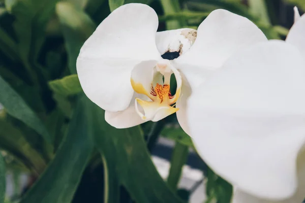 Beyaz Orkide Falaenopsis Bitkisinin Üzerinde Orkide Falezi Beyaz Yapraklar Bulunur — Stok fotoğraf