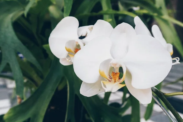 Beyaz Orkide. Ay falaenopsis bitkisinin üzerinde orkide ay falezi beyaz yapraklar bulunur. Ay falaenopsisinin botanik ailesi orkidelerdir.