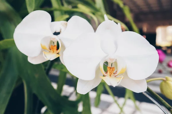 White Orchid. The plant of moon phalaenopsis featuring orchid moon phalaenopsis white petals. The botanical family of moon phalaenopsis is orchidaceae