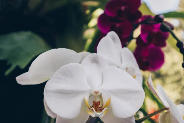 White Orchid. The plant of moon phalaenopsis featuring orchid moon phalaenopsis white petals. The botanical family of moon phalaenopsis is orchidaceae