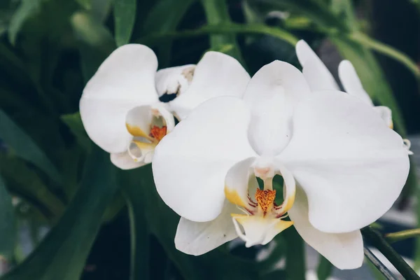 White Orchid. The plant of moon phalaenopsis featuring orchid moon phalaenopsis white petals. The botanical family of moon phalaenopsis is orchidaceae